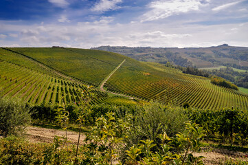 vineyards on the hills of Serralunga d'Alba, Langhe, Piedmont, Italy