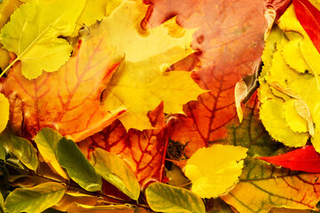 Beautiful colorful autumn leaves in the water