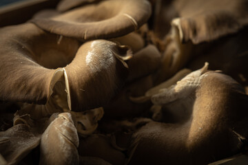 Primo piano di funghi orecchiette  freschi appena raccolti