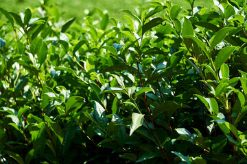 foliage of tea shrubs close-up outdoors