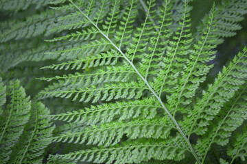 森の中のシダのアップ