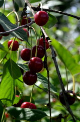 Fresh ripe sour cherry hanging on cherry tree in orchard