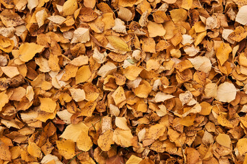 background - autumn fallen yellow aspen leaves