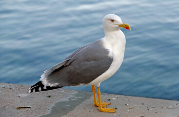 portrait of sea gull