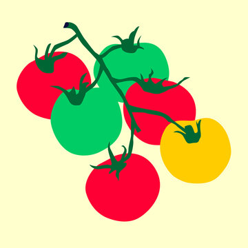 Tomatoes red and green on a green branch