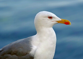 portrait of sea gull