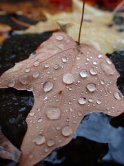 Des gouttes de pluie sur une feuille d'automne au sol