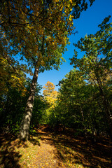 Beginning of autumn in the forests of Sweden.