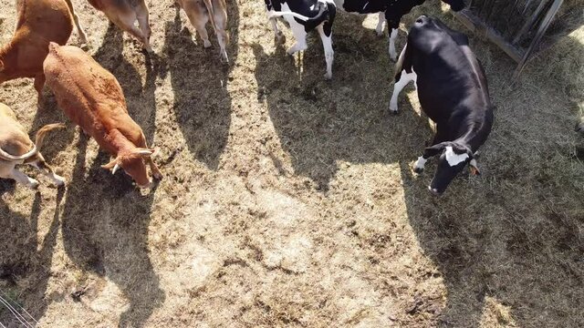 K&uuml;he Kuh Tiere Natur WIese 