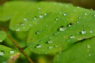 dew on leaf