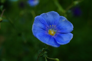 blue flower