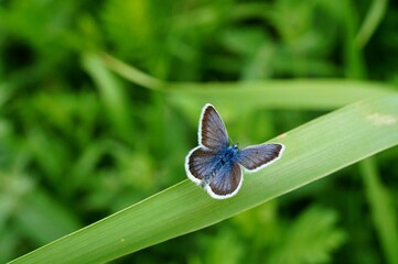 butterfly on a green grass