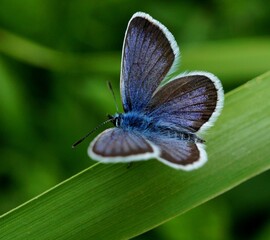 butterfly on a leaf