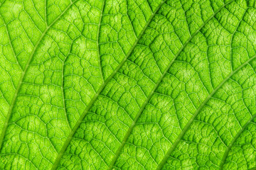 Macro photography. texture, background. green leaf. nature