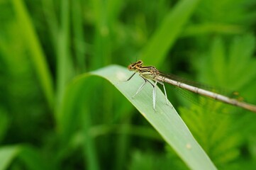 dragonfly on a leaf