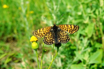 butterfly on a flower