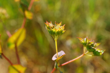 flower of a flower
