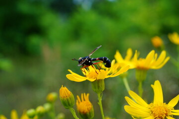 bee on yellow flower