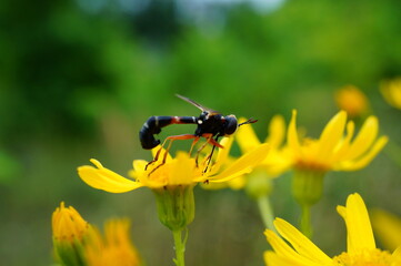 fly on yellow flower