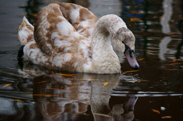 swan on the water