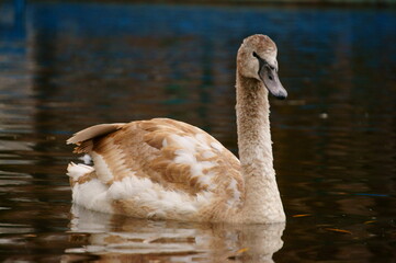 swan on the lake