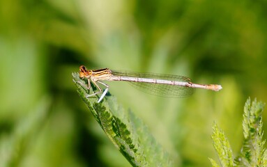 dragonfly on a green leaf