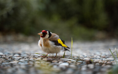 Stieglitz oder Distelfink, Vogel des Jahres 2016