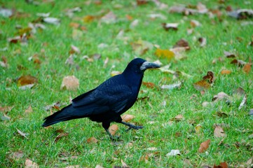 Fototapeta premium blackbird on the grass