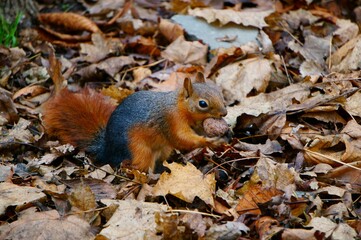 squirrel in the park