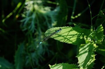 Dragonfly on a green leaf.