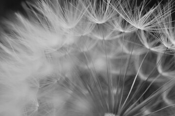 dandelion seeds background