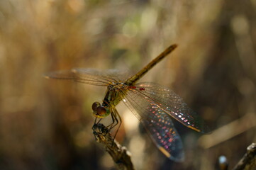 dragonfly on a leaf