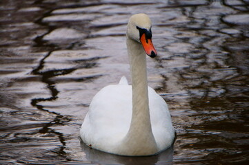 Obraz premium swan on the lake