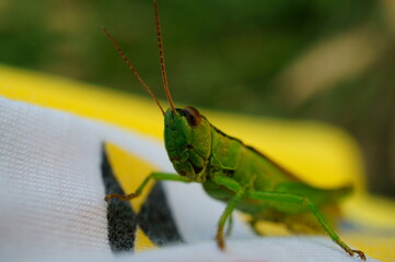Grasshopper on a t-shirt. Insects in nature.