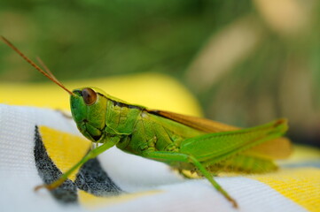 Grasshopper on a t-shirt. Insects in nature.