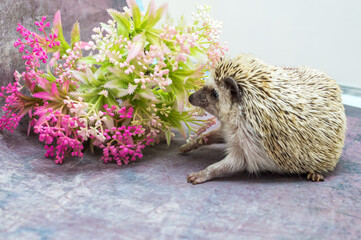 Funny African hedgehog on a gray background with flower