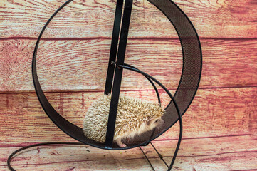 Care of African hedgehogs in the apartment. The hedgehog runs in the wheel.