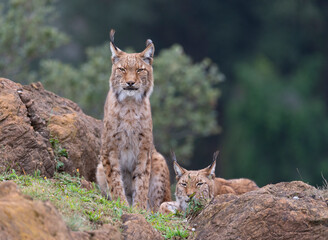 Couple of lynx in the forest