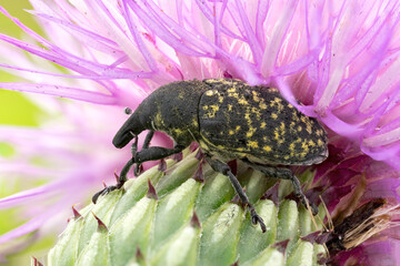 close up of a thistle bud weevil on common thistle wild flower.