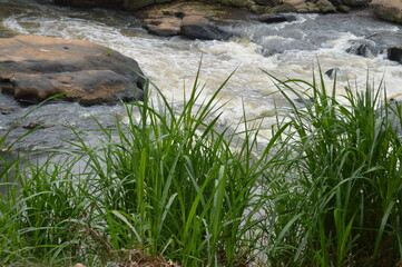 grass and water
