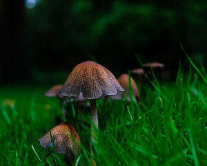 Close up of a small and larger Common Ink cap in the grass