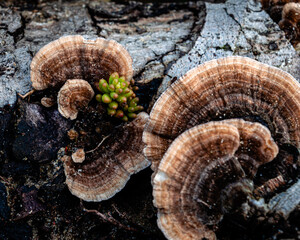 Close up of a small Jelly bean plant growing next to a yellowing curtain crust fungi