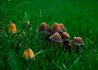 Close-up of a group of Mica Cap Mushrooms of different stages