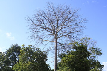 big tree deciduous leaves in dry season