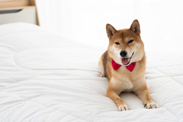 A brown Shiba Inu sleeping on a white bed..