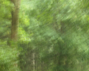 Abstrakt Hintergrund Wald grün verschwommen