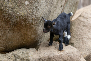 A young black goat stands on a stone. The kid is wearing a white stain.