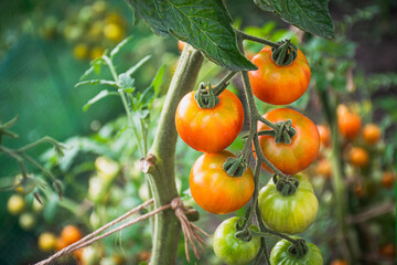 Closeup picture of tomato plantation.