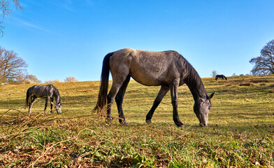 Three horses graze in a natural pasture.