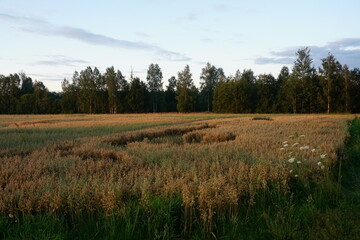 Oats field at yellow sunset 